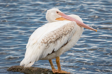 Fototapeta na wymiar American White Pelican (Pelecanus erythrorhynchos) on a lakeshore