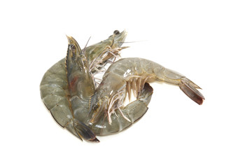 raw shrimps on white background