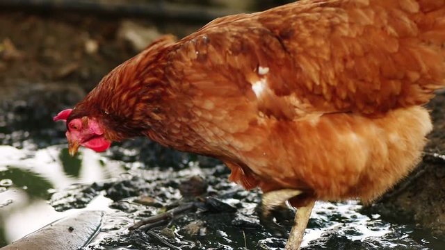 Free range chicken pecking on an organic farm in the mud of puddle