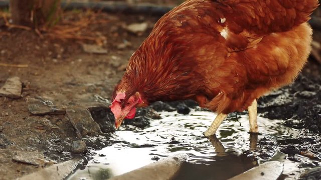 Free range chicken pecking on an organic farm searching food in mud