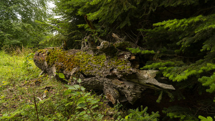 fallen down tree in the Woods