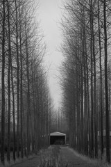 Bare orchard in black and white