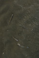 Obraz premium Am Strand