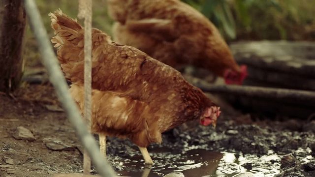 Two chicken walking in a mud next to a dirty puddle, organic poultry