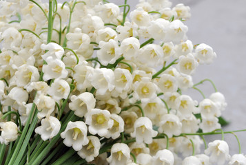 beautiful white forest lily of the valley
