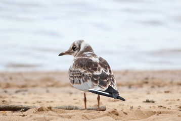 chick sea gull sitting on the beach