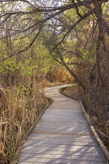 Wooden pathway Big Morongo Canyon Preserve