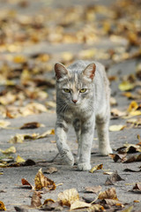 cat walks along the yellow foliage