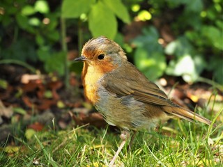 European robin (Erithacus rubecula) in the undergrowth