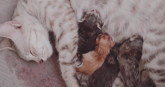 Closeup mother cat feeding her newborn four cute kittens