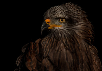 black kite