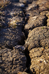 Cracked dry earth.