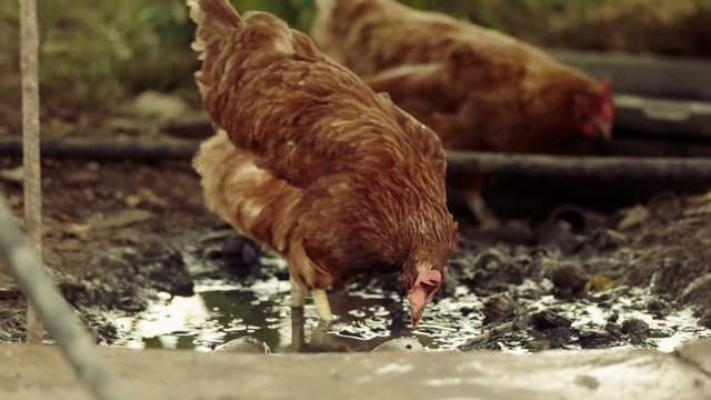 Slow-motion shot of two free range chickens in a stack yard walking and searching for worms in puddle. Slow motion 120fps