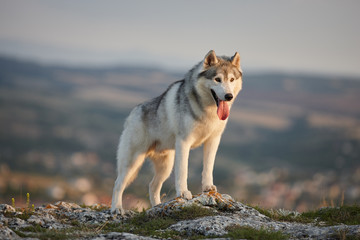 The magnificent gray Siberian husky stands on a rock in the Crimean mountains against the backdrop of the forest and mountains. A dog on a natural background. © sir_j