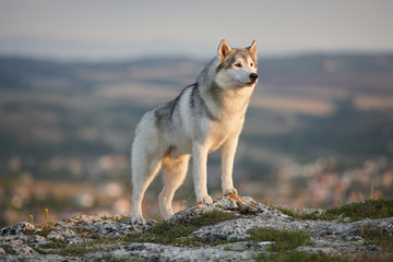 The magnificent gray Siberian husky stands on a rock in the Crimean mountains against the backdrop of the forest and mountains. A dog on a natural background. © sir_j