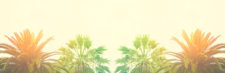 Banner Palm leaves against the sky Tropical background Bright sunny colors Vintage Retro toning