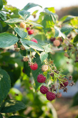 Close up of fresh ripen and young organic raspberry on tree under morning light. Rich in Nutrients. Good source of vitamin, antioxidant and anti-inflammatory. Healthy eating and eat well concept.