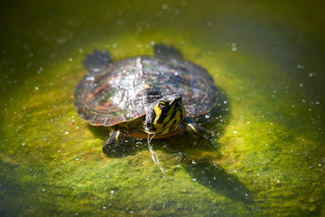Yellow-bellied slider turtle (Trachemys scripta scripta)