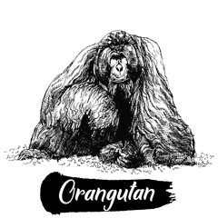 Hand drawn sketch style orangutan isolated on white background. Vector illustration. © Ecaterina Sciuchina