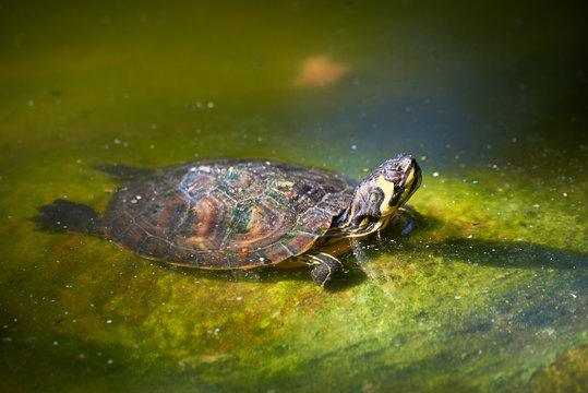 Yellow-bellied slider turtle (Trachemys scripta scripta)