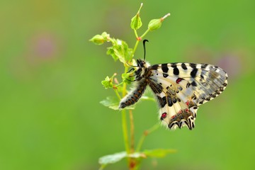 Zerynthia cerisyi  377