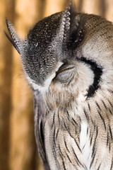 Pygmy owl,Glaucidium brodiei 1 year old isolate on background, technical closed up.