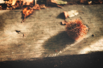 chestnut bur, autumn, brown