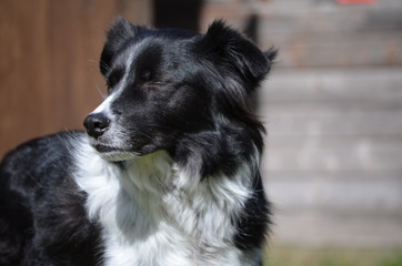 Border Collie im Wind