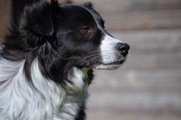 Border Collie im Wind