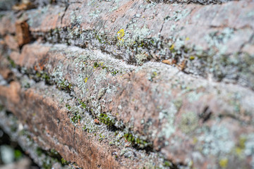 Mossy Wood Texture, Shallow Focus