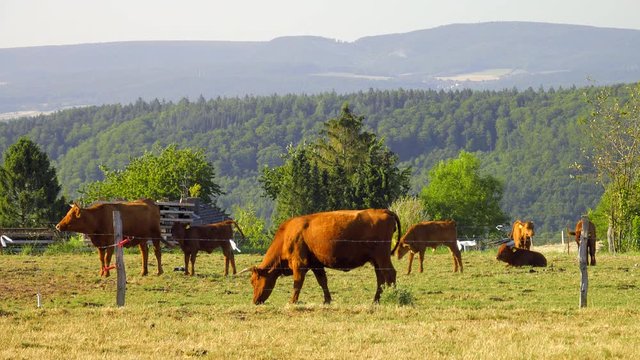K&uuml;he weiden idyllisch  auf saftigen Wiesen im Weserbergland