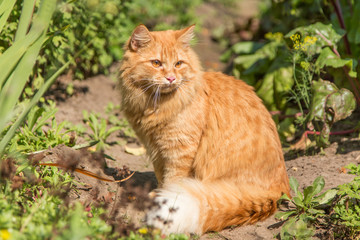 Naklejka na ściany i meble Beautiful fluffy orange cat kitty portrait outdoor in garden