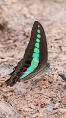 Red Spotted Purple butterfly feeding on minerals