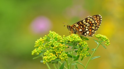 Melitaea athalia  380