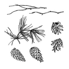 The set of elements of the forest pine branches, cones.