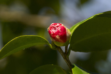 Camelia floreciendo