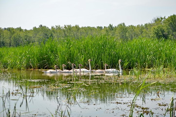 Trumpeter Swan family in wetlands