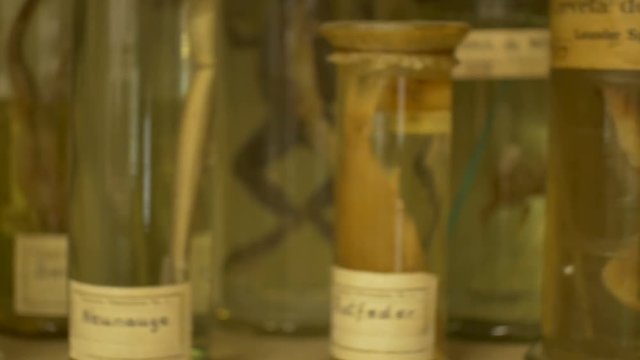 Sea animals preserved in formalin solution in jars and glasse in laboratory.