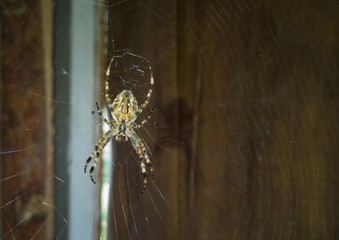 A large spider is sitting on a web stretched in the pantry.