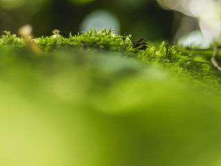 Mossy background