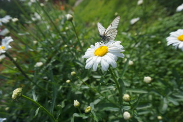 бабочка на ромашке