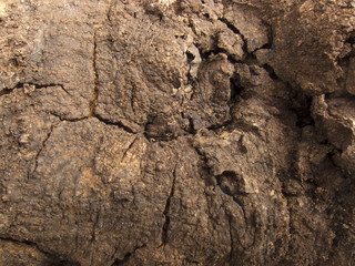 Rotten wood texture 003