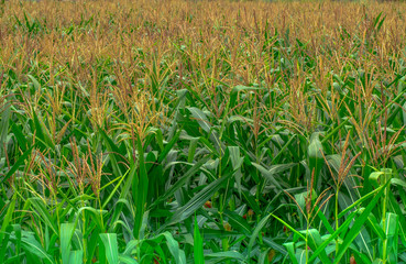 Corn fields are blooming in beautiful  yellow.