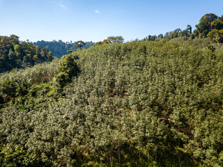 Aerial drone view of deforestation of a tropical rainforest to make room for palm oil and rubber plantations