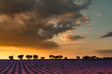 Plateau de Valensole 2018