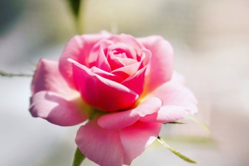 Beautiful pink rose