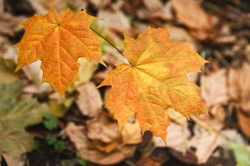 Naklejka na ściany i meble Autumn maple yellow leaves background