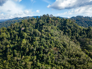 Aerial drone view of lush, green tropical rainforest
