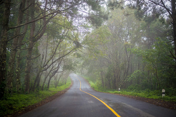 Obraz premium On a road full of fog Looks beautiful and refreshing.