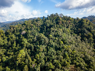 Aerial drone view of lush, green tropical rainforest